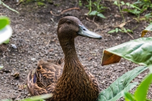 Canard de Meller